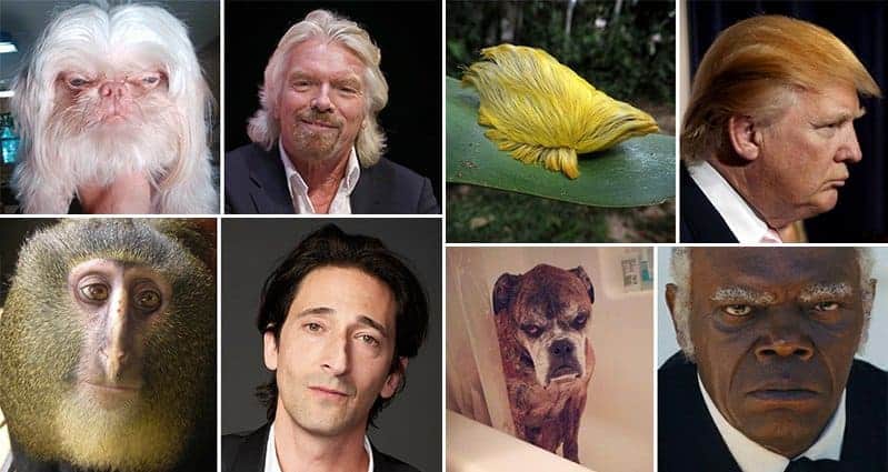 Animals Who Look Just Like Famous Celebrities