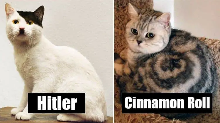 Cats That Have Crazy Fur Markings
