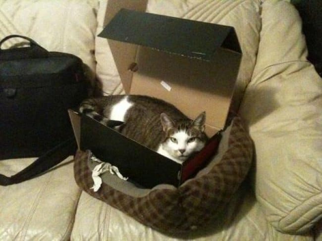 Clever Life Hacks cat cardboard box bed