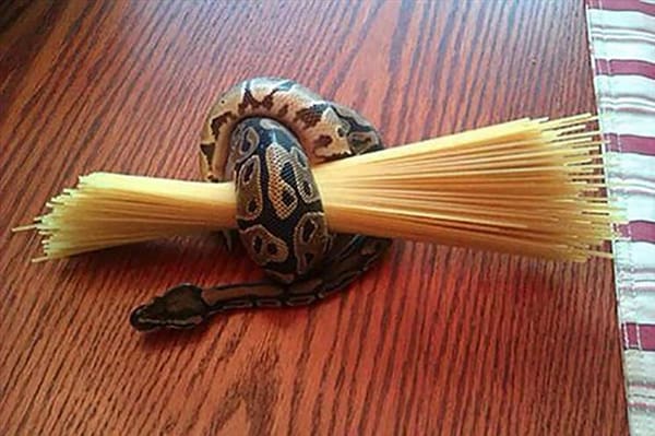 Crap Life Tips snake hold pasta