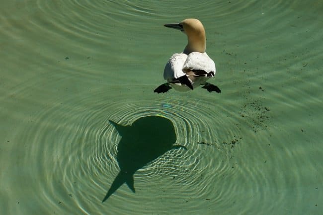 Fish-Like Shadow