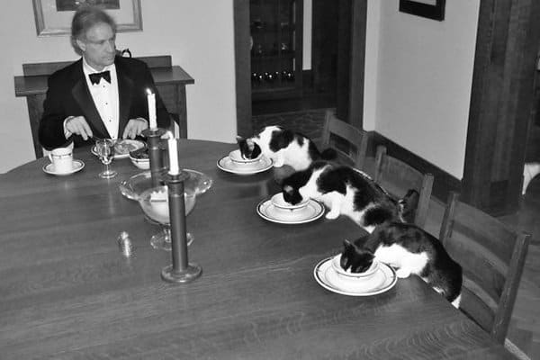 Funny Boyfriends And Husbands formal dinner with cats