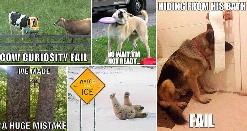 Hilarious Animal Fails That Will Brighten Up Your Day