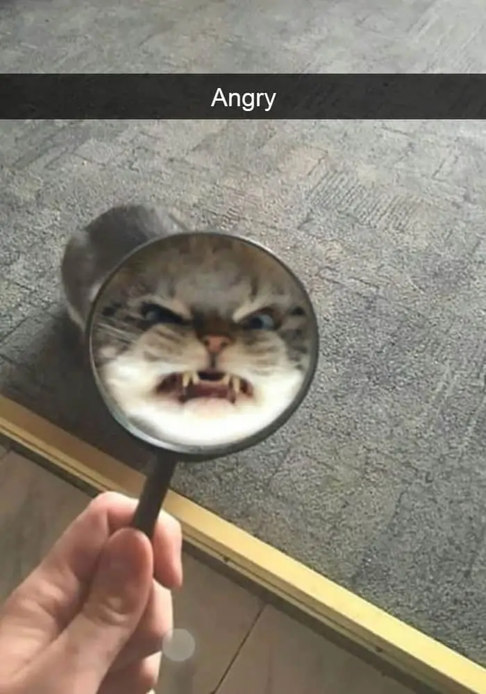 Hilarious Cat Snapchats magnifying glass