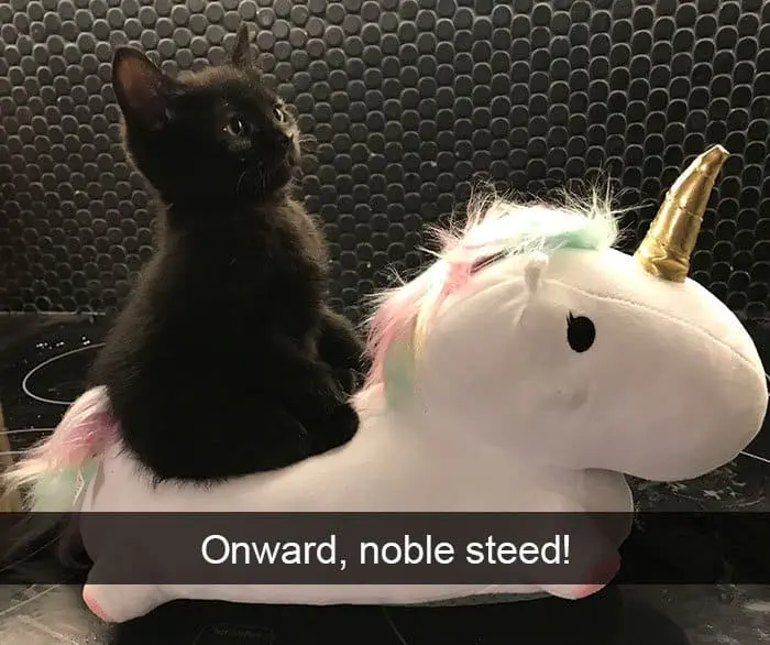 Hilarious Cat Snapchats onward noble steed