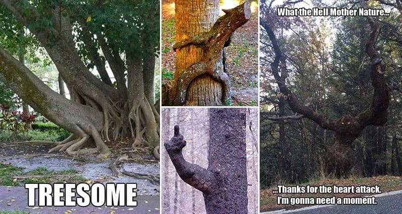 Hilarious Images Showing Some Of Mother Nature's Most Unique Trees
