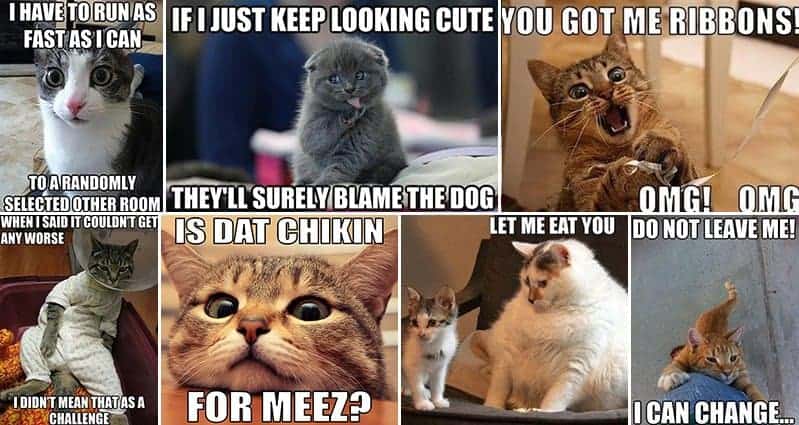 Hilarious Memes That Cat Lovers Everywhere Will Appreciate