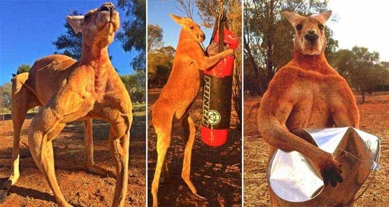 Roger The Awesome Kangaroo That Looks Like A Body Builder