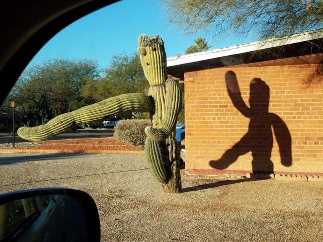 Shadow of a Cactus Waving