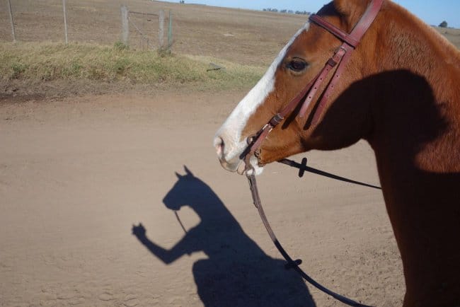 Shadow of a Horse Mastering Modern Technology