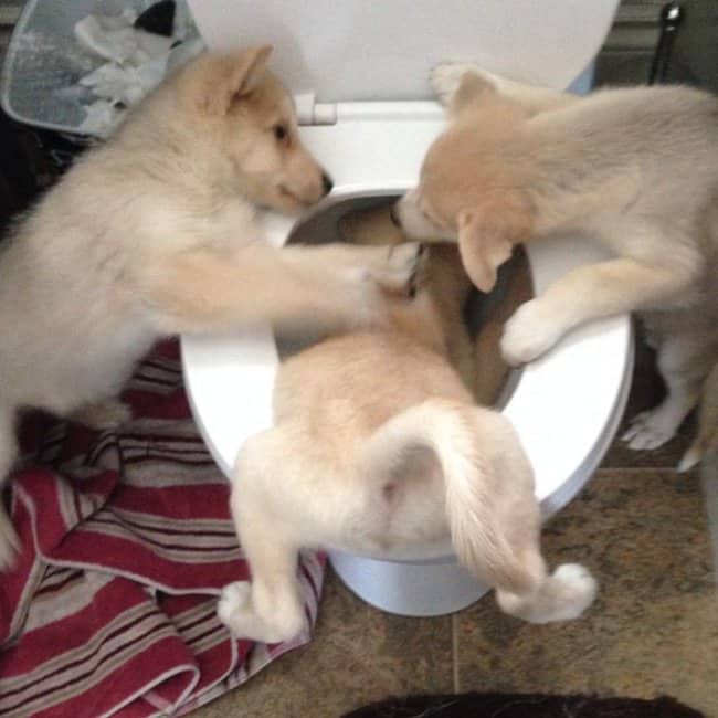 The Joys Of Having Siblings dog in toilet