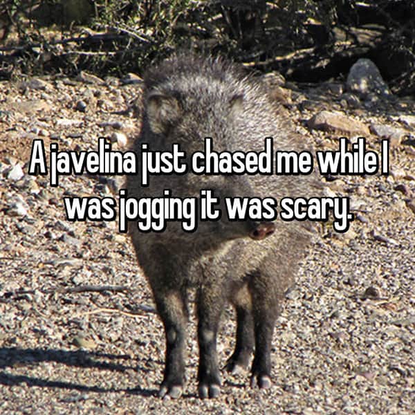 Things That Happened To Women Jogging javelina