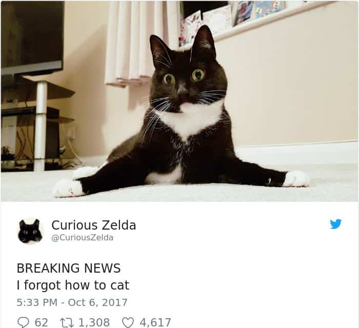 Tweets By Curious Zelda i forgot how to cat