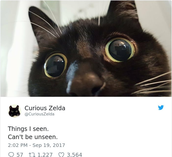 Tweets By Curious Zelda things i seen