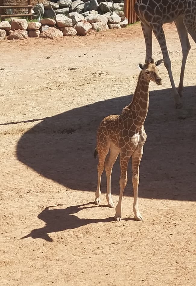 Unicorn-Like Shadow