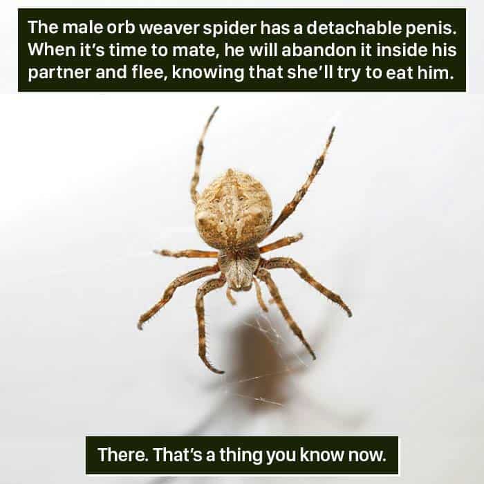 Weird Animal Facts detachable penis