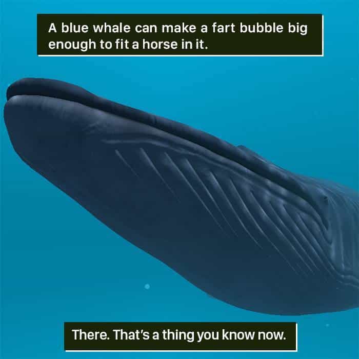 Weird Animal Facts fart bubble