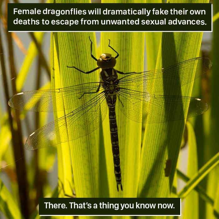 Weird Animal Facts female dragon flies