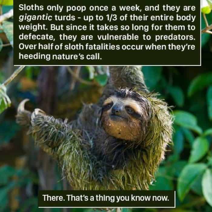 Weird Animal Facts sloths