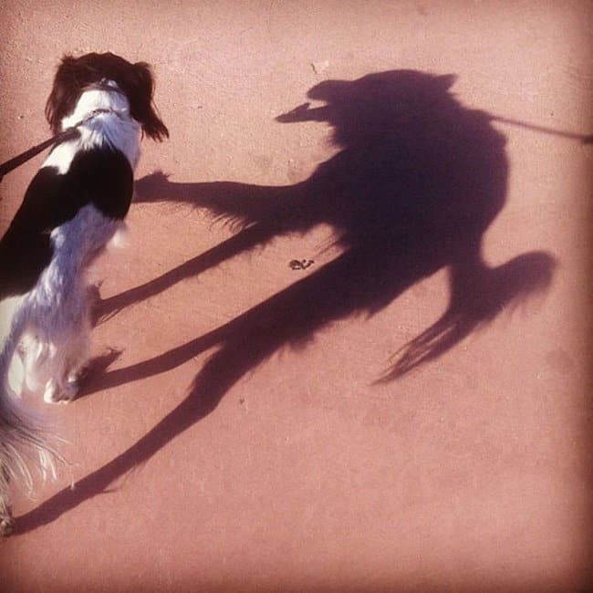 Werewolf-Like Shadow