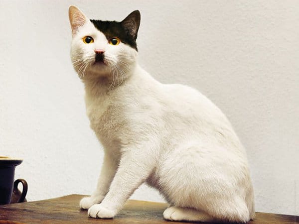 Cat with Unusual Markings