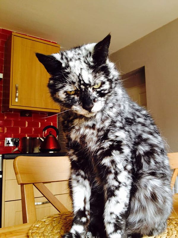 Cat with Unusual Markings