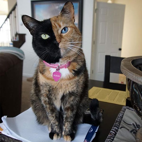 Cat with Unusual Markings