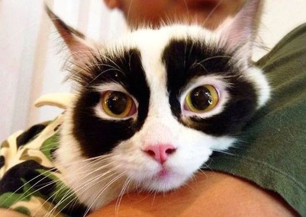 Cat with Unusual Markings