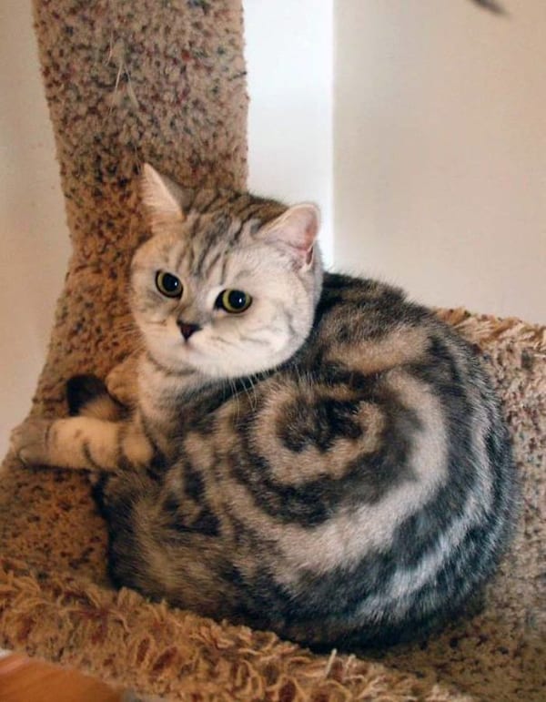 Cat with Unusual Markings