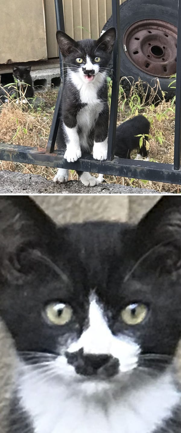 Cat with Unusual Markings