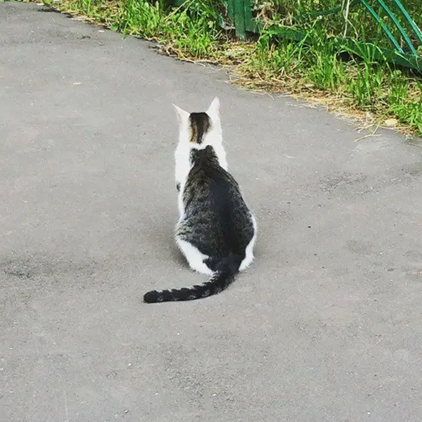 Cat with Unusual Markings