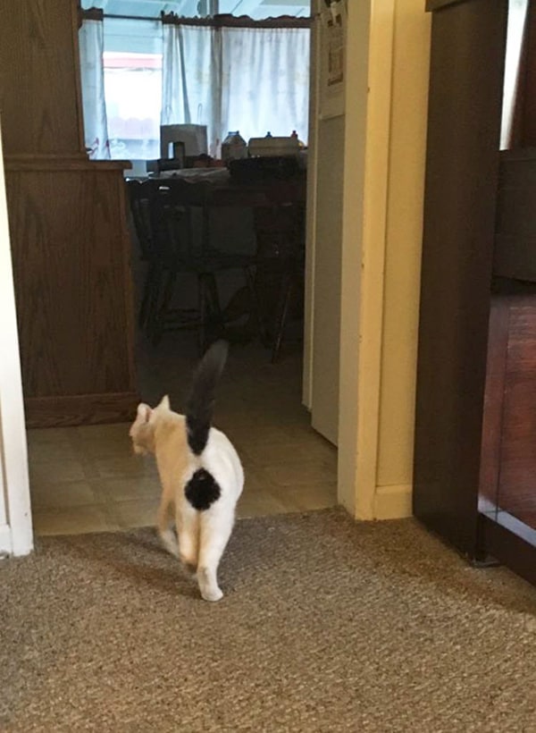 Cat with Unusual Markings