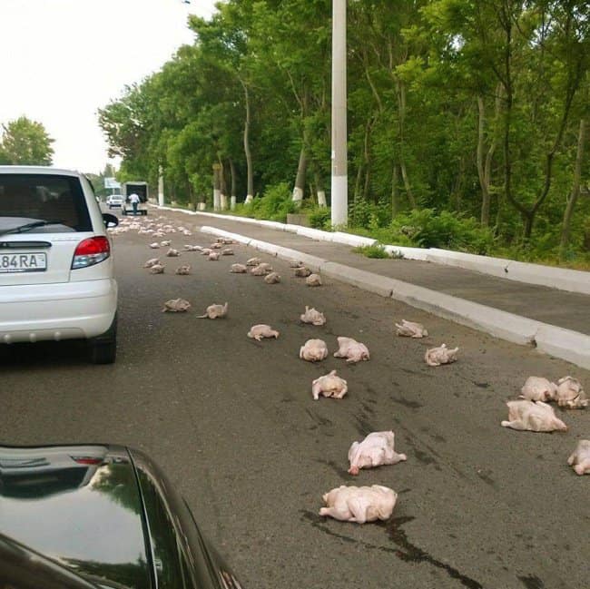 Awful Day At Work chickens all over road