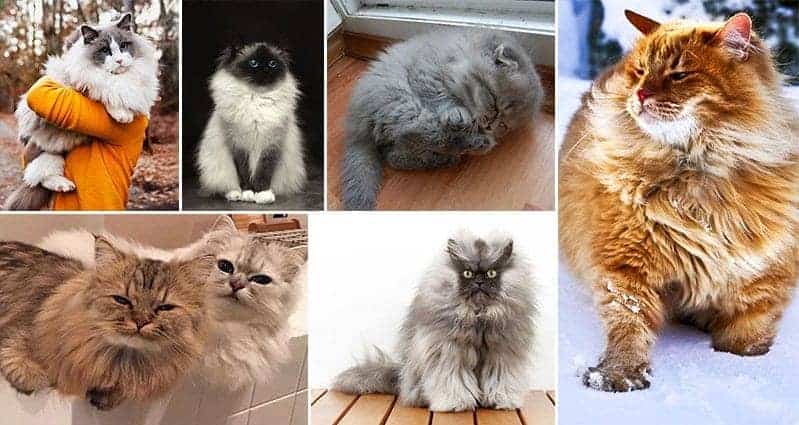 Fluffiest Cats You've Ever Seen