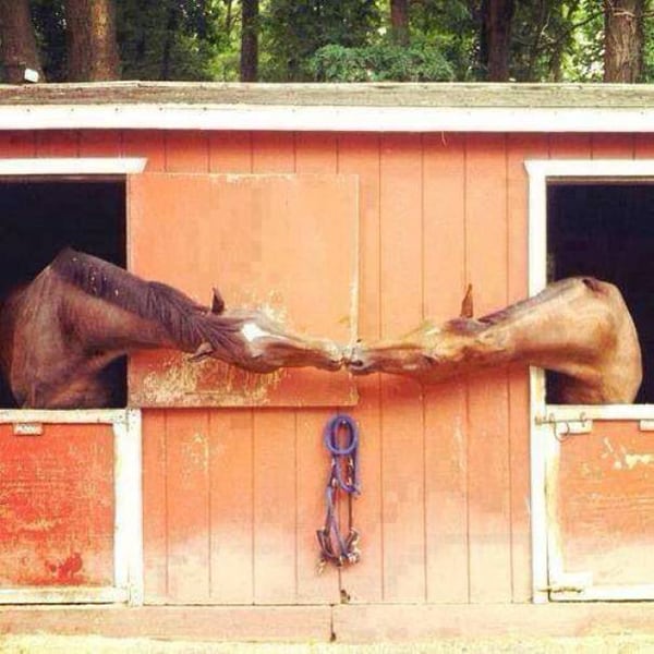 Genius And Amusing Puns a stable relationship