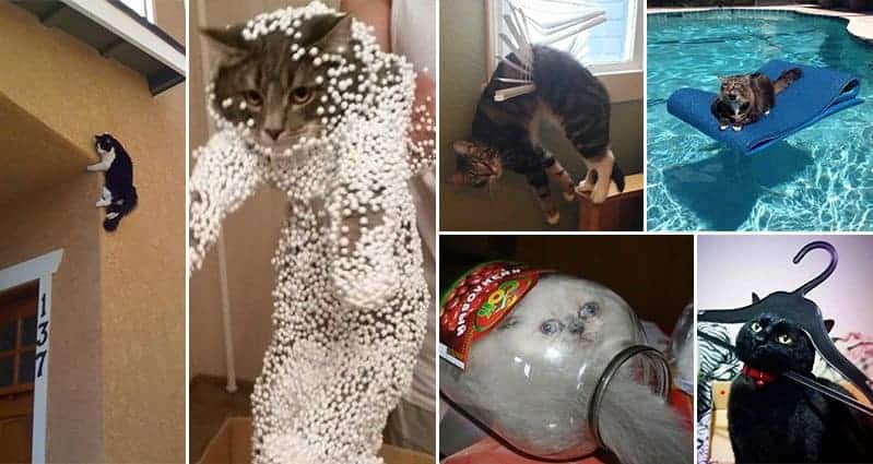 Hilarious Times That Cats Have Had Epic Fails