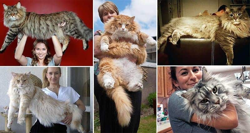 Maine Coon Cats That Dwarf Your Average Household Kitty