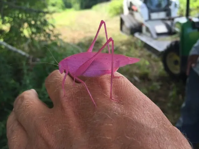 People Who Found Awesome Things pink grasshopper