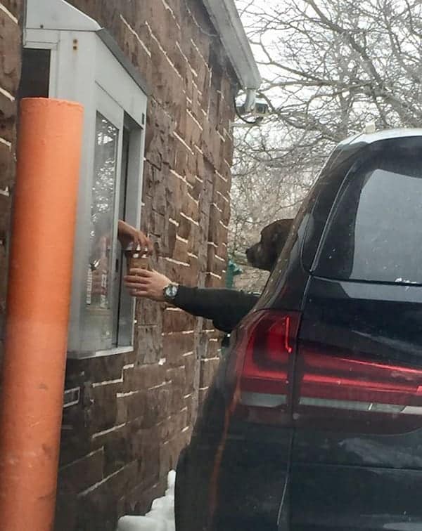 Perfectly Timed Photos dog getting coffee