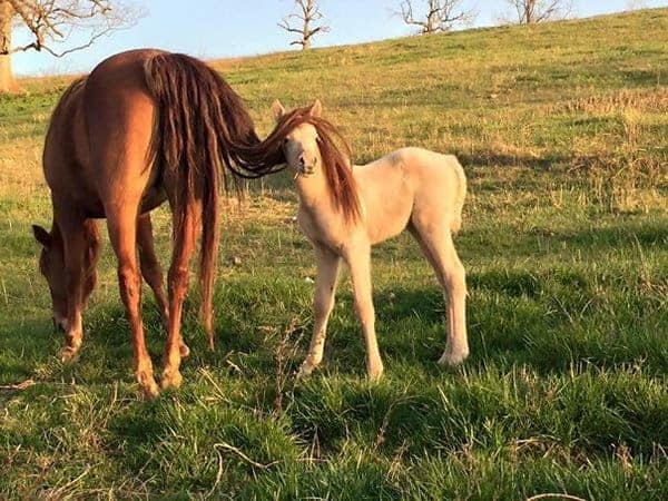 Perfectly Timed Photos horse with tail on face