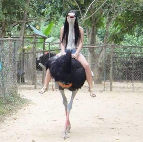 Perfectly Timed Photos miss ostrich