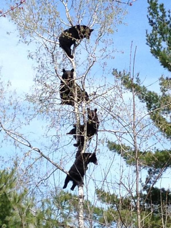 Pics Or It Didn't Happen bears climbing trees