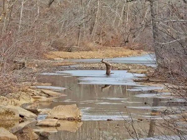 Pics Or It Didn't Happen deer slipping on ice