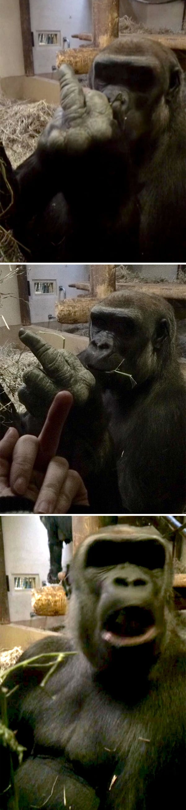 Pics Or It Didn't Happen gorilla flipped off