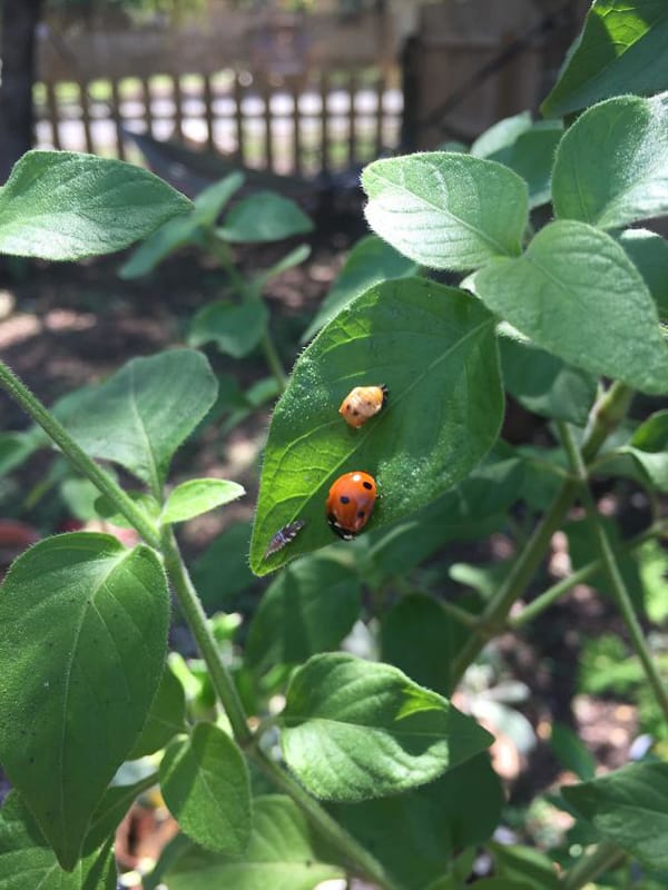 Pics Or It Didn't Happen ladybug life cycle