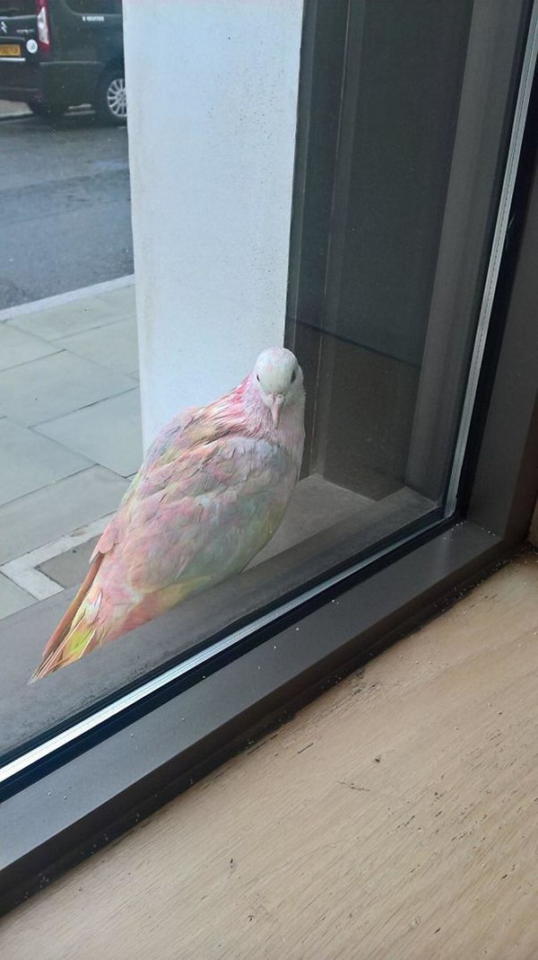 Pics Or It Didn't Happen rainbow pigeon