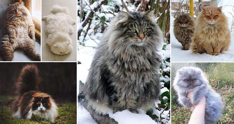The Fluffiest Cats You've Ever Seen