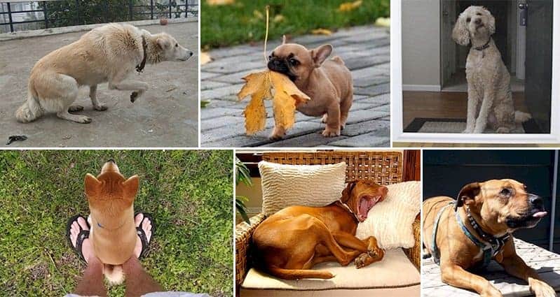 Things Dogs Do That Mean They Are Trying To Communicate With You