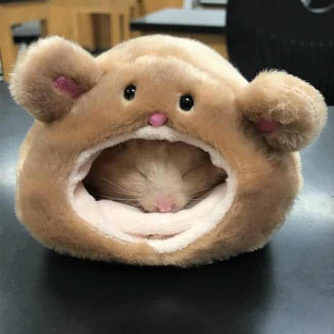 Wonderful Photos hamster in hamster bed