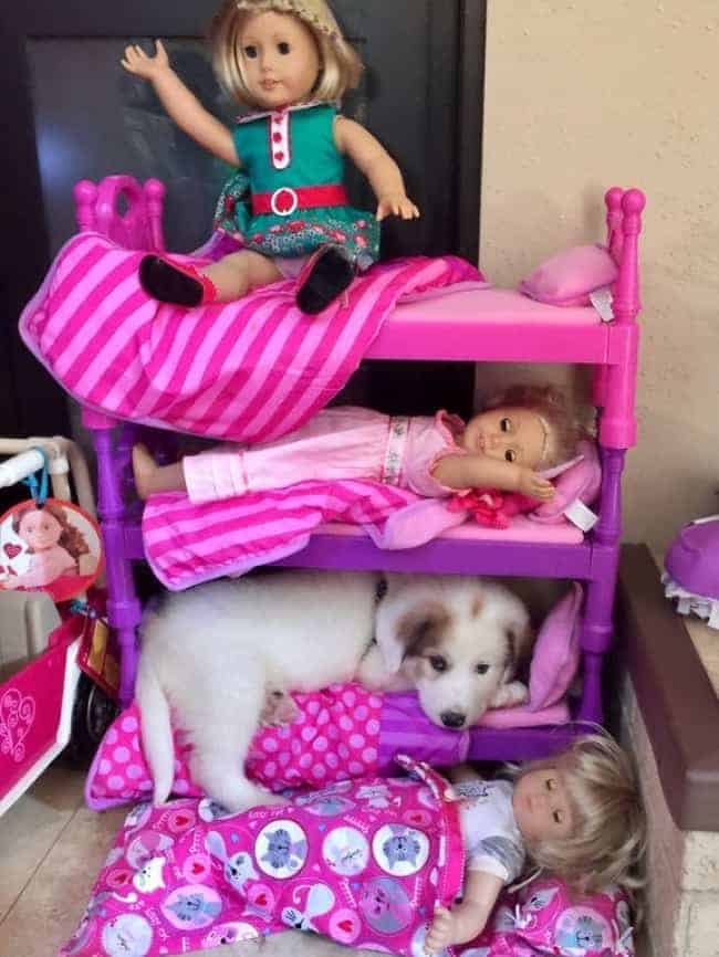 Wonderful Photos puppy resting on toy bunk beds